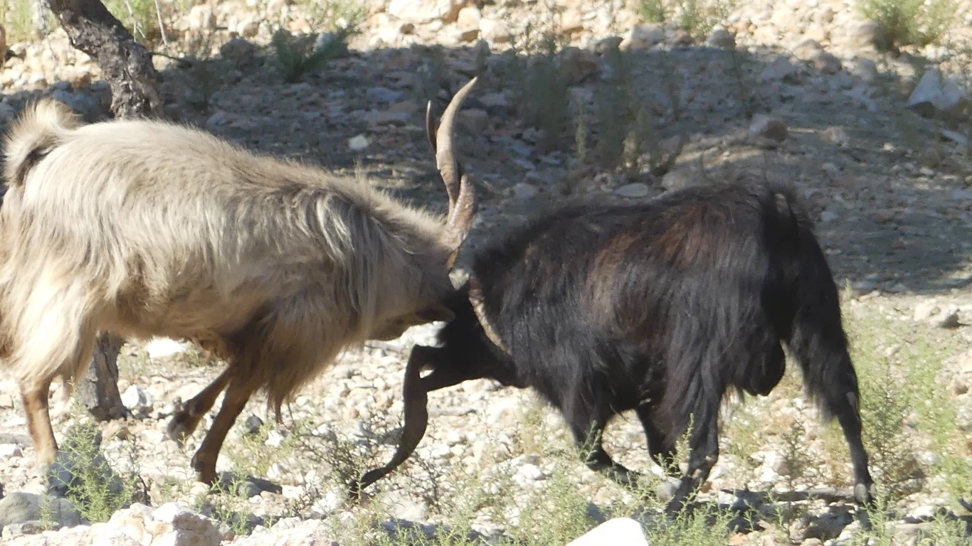 Quad-Safari Kolymbia